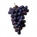 انگور پینو نوآر Pinot Noir Grapes